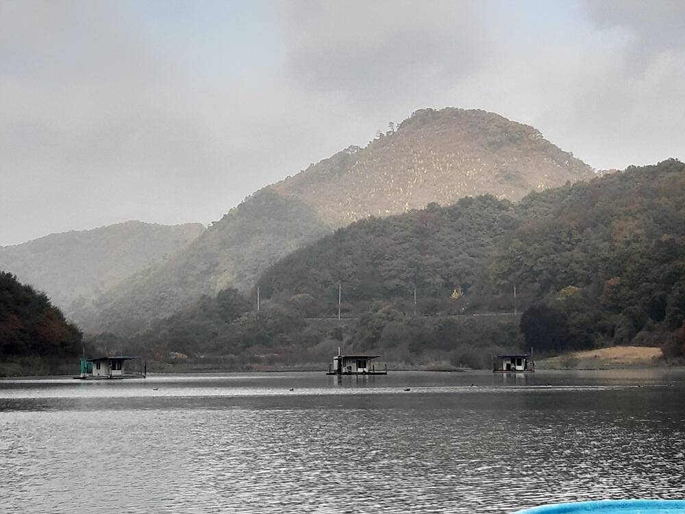 노랗게 물든 충주호 하천 낚시터 조황 소식입니다 (조황조행기 - 특파원조황)