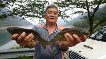 저수지 현황과 조황안내 입니다 (조황조행기 - 특파원조황)