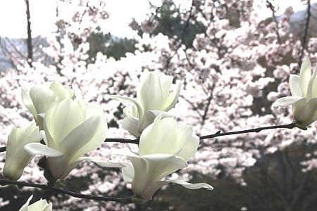 붕어낚시의 계절 4월 이네요 (조황조행기 - 특파원조황)
