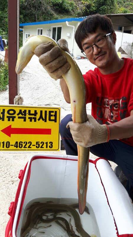 서창리서유석낚시터 키로급 대물장어 (조황조행기 - 특파원조황)