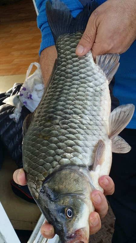 하천 43 38cm 대물붕어 서운리 솔 후산리 월척붕어 조황 (조황조행기 - 특파원조황)