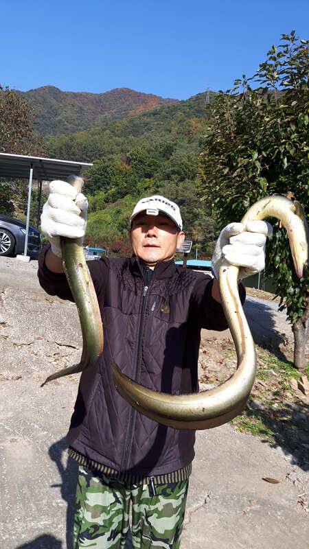 목벌낚시터 붕어 장어조황 소식입니다 (조황조행기 - 특파원조황)