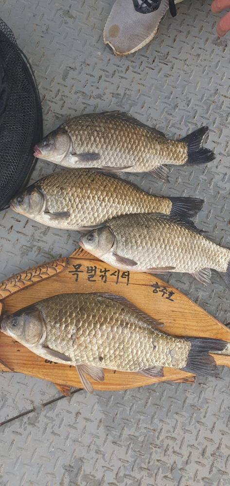 목벌낚시터 4짜 붕어 조황 소식입니다 (조황조행기 - 특파원조황)