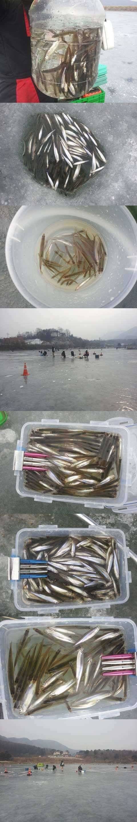 고초골지빙어 마릿수 좋네요 (조황조행기 - 특파원조황)