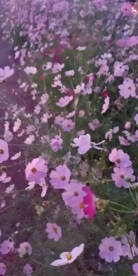 평택호 남양호 고른 조황 (조황조행기 - 특파원조황)