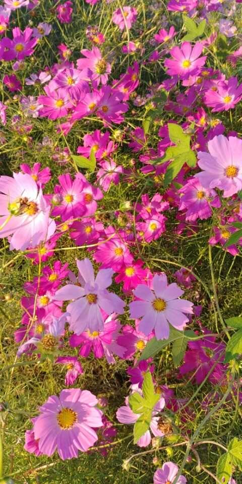 평택호 남양호 고른 조황 (조황조행기 - 특파원조황)