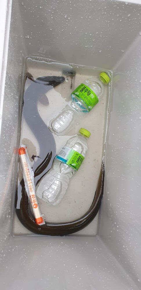 꽃바위 낚시터 장어 붕어소식입니다 (조황조행기 - 특파원조황)