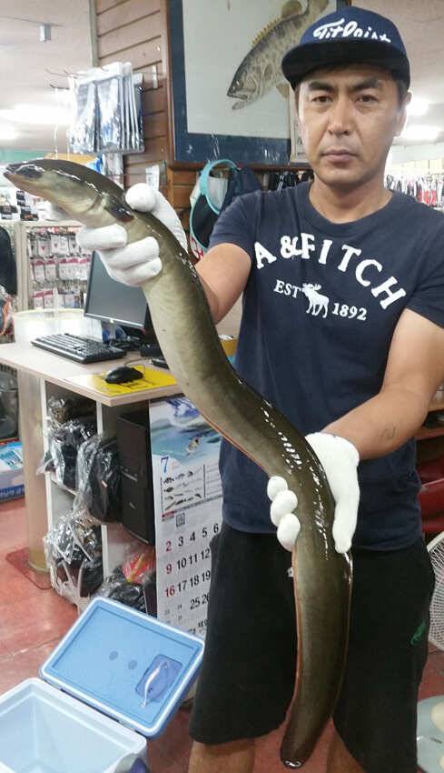 하천 42cm 대물붕어 18kg 12kg 대물장어 꽃바위 장어소식 (조황조행기 - 특파원조황)