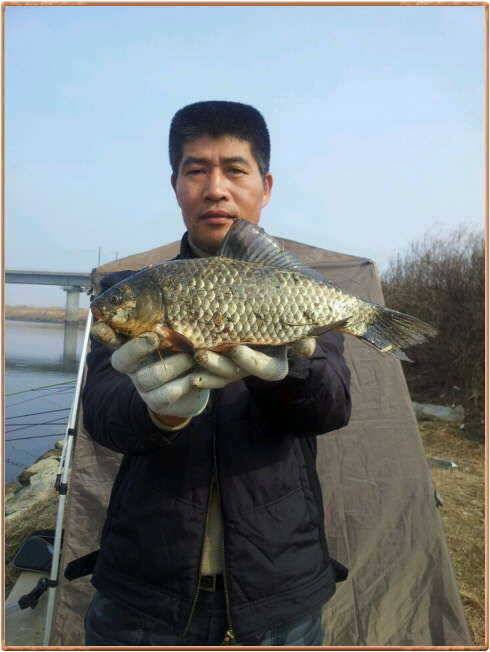 진위천 조황 소식 (조황조행기 - 특파원조황)