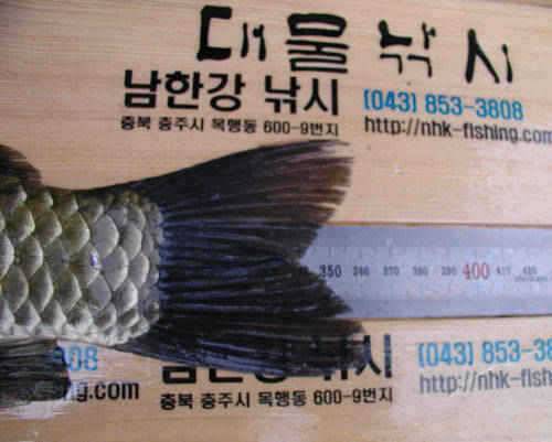충주호 36cm 42cm붕어 모습과 주말조황 소식입니다 (조황조행기 - 특파원조황)