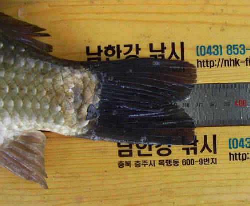 충주호 수문방류 중단 하천낚시터의 37cm 대물붕어 (조황조행기 - 특파원조황)