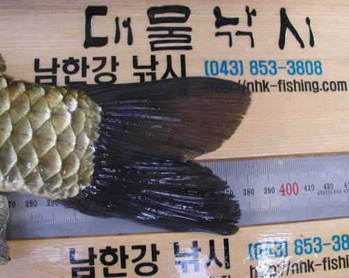 충주호 대물붕어 대물장어의 모습입니다 (조황조행기 - 특파원조황)
