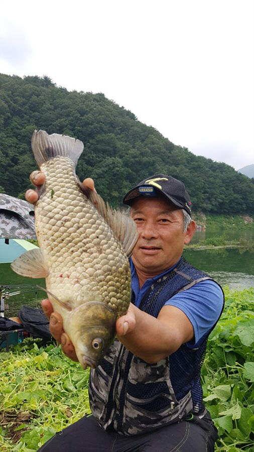 목벌낚시터 대물붕어와 살아나는 장어조황 명서낚시터4짜 대물붕어 소식입니다 (조황조행기 - 특파원조황)