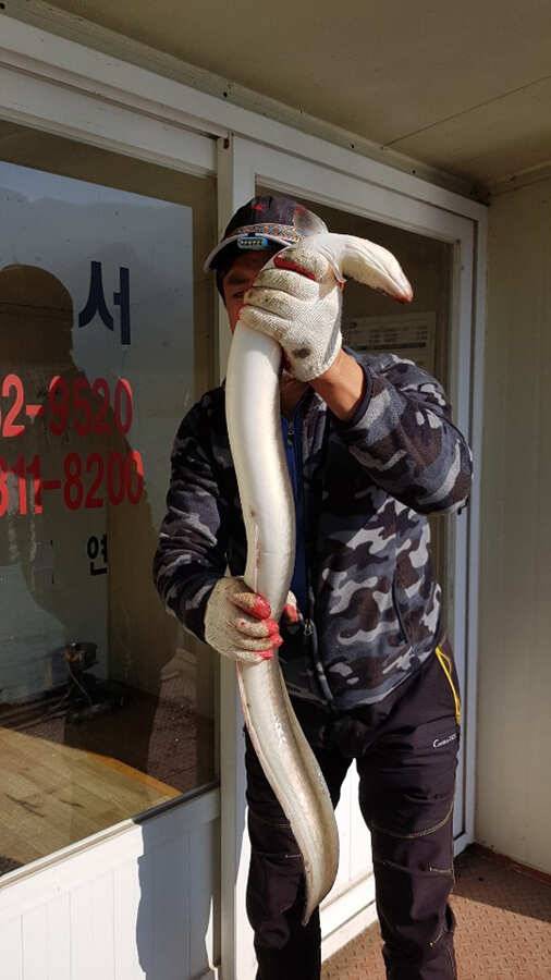 명서 2kg급 대물장어 월척붕어 조황 (조황조행기 - 특파원조황)