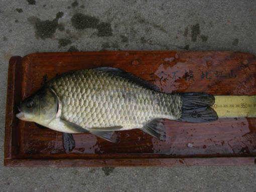 청도권 수야지준척60여수유등연지358cm 외월척7수 풍락지조황입니다 (조황조행기 - 특파원조황)