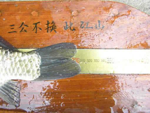 청도권 수야지준척60여수유등연지358cm 외월척7수 풍락지조황입니다 (조황조행기 - 특파원조황)