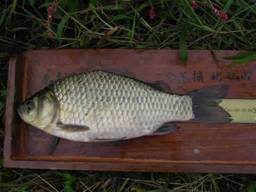 청도권 수야지준척60여수유등연지358cm 외월척7수 풍락지조황입니다 (조황조행기 - 특파원조황)