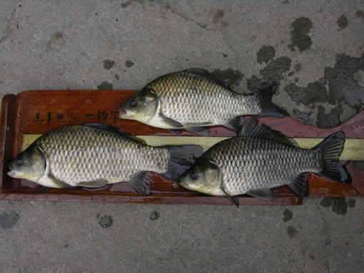 청도권 수야지준척60여수유등연지358cm 외월척7수 풍락지조황입니다 (조황조행기 - 특파원조황)
