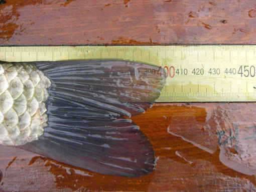 청도권 대낮에 4짜급과 354cm 을 (조황조행기 - 특파원조황)