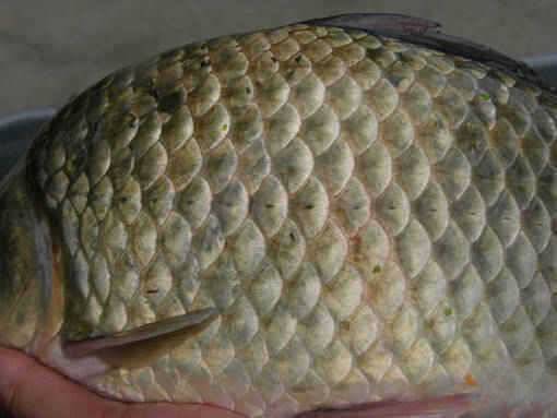 청도권 대낮에 4짜급과 354cm 을 (조황조행기 - 특파원조황)
