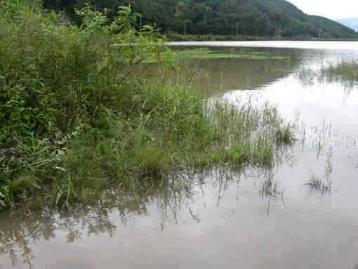 청도권 수야지 월척 준척 30여수 (조황조행기 - 특파원조황)
