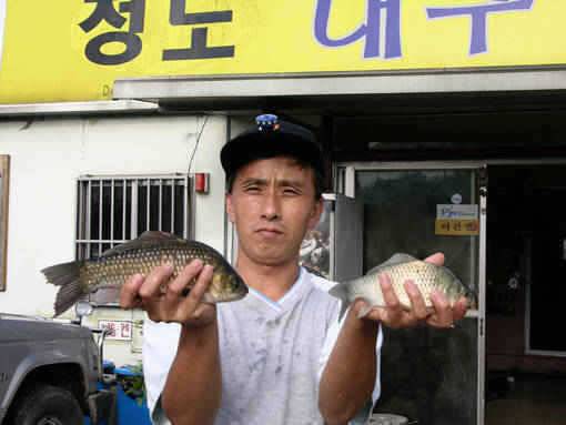 청도권 수야지 월척 준척 30여수 (조황조행기 - 특파원조황)