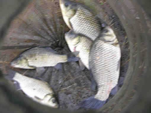 청도권 수야지준척60여수유등연지358cm 외월척7수 풍락지조황입니다 (조황조행기 - 특파원조황)