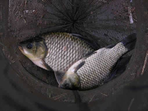 청도권 수야지준척60여수유등연지358cm 외월척7수 풍락지조황입니다 (조황조행기 - 특파원조황)