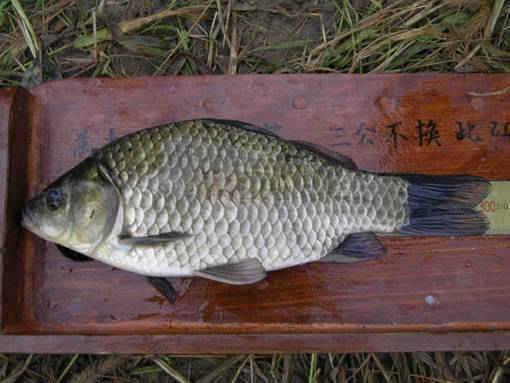 청도권 수야지준척60여수유등연지358cm 외월척7수 풍락지조황입니다 (조황조행기 - 특파원조황)