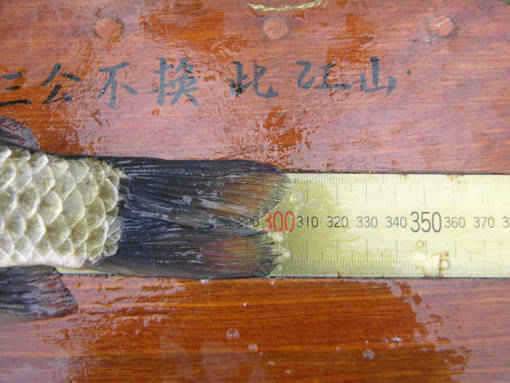 청도권 수야지준척60여수유등연지358cm 외월척7수 풍락지조황입니다 (조황조행기 - 특파원조황)