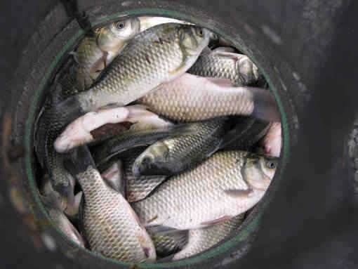 청도권 수야지준척60여수유등연지358cm 외월척7수 풍락지조황입니다 (조황조행기 - 특파원조황)