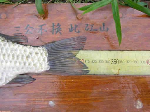 청도권 수야지준척60여수유등연지358cm 외월척7수 풍락지조황입니다 (조황조행기 - 특파원조황)