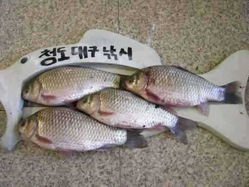 청도권 지난주 조황과 유등연지 풍락지 신남지 얼음 (조황조행기 - 특파원조황)