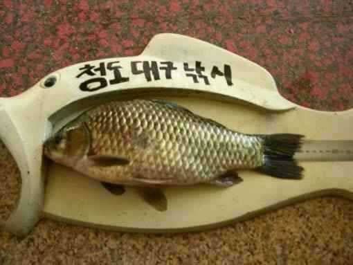청도권 지난주 조황과 유등연지 풍락지 신남지 얼음 (조황조행기 - 특파원조황)