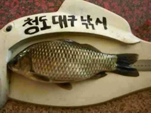 청도권 지난주 조황과 유등연지 풍락지 신남지 얼음 (조황조행기 - 특파원조황)