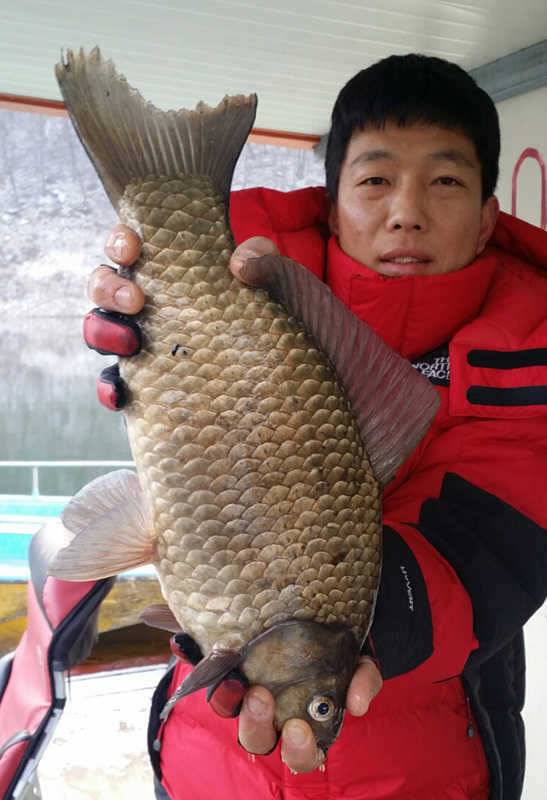하천리 46 43 39cm 대물붕어 조황입니다 (조황조행기 - 특파원조황)
