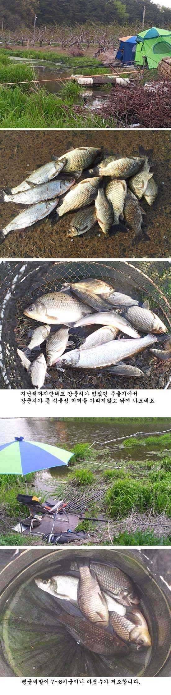 51 자인권 조황천마주을기리지 (조황조행기 - 특파원조황)