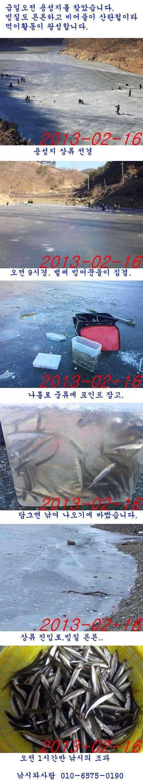용성지 빙질튼튼 빙어조황 만족 (조황조행기 - 특파원조황)