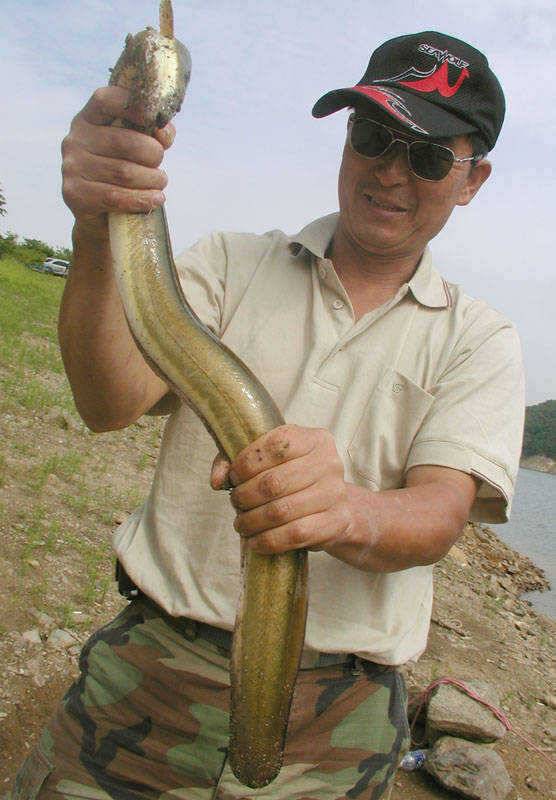 충주호 이제 대물장어가 움직이기 시작했습니다 (조황조행기 - 특파원조황)