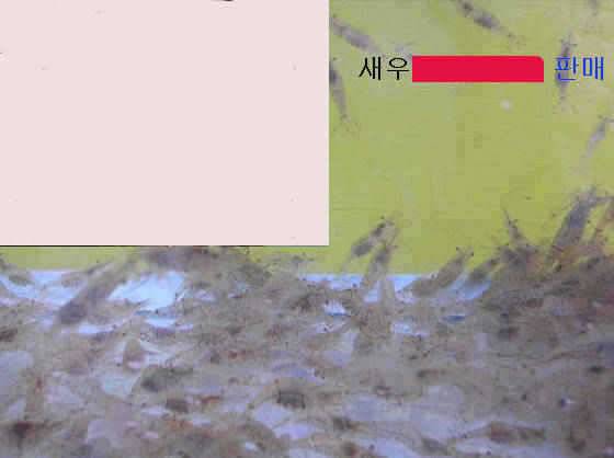 학일 1호지 눈속의 빙어들 (조황조행기 - 특파원조황)
