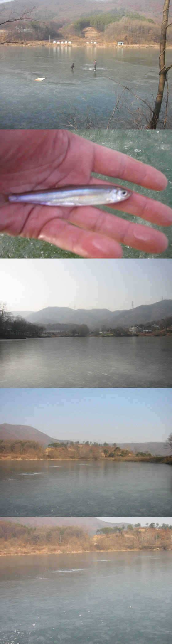 용인권 소류지 붕어와 빙어소식 (조황조행기 - 특파원조황)