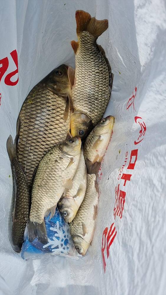 명서낚시터 4짜와 마릿수 붕어 장어 종점 낚시터 42cm 대물붕어 조황 소식입니다 (조황조행기 - 특파원조황)