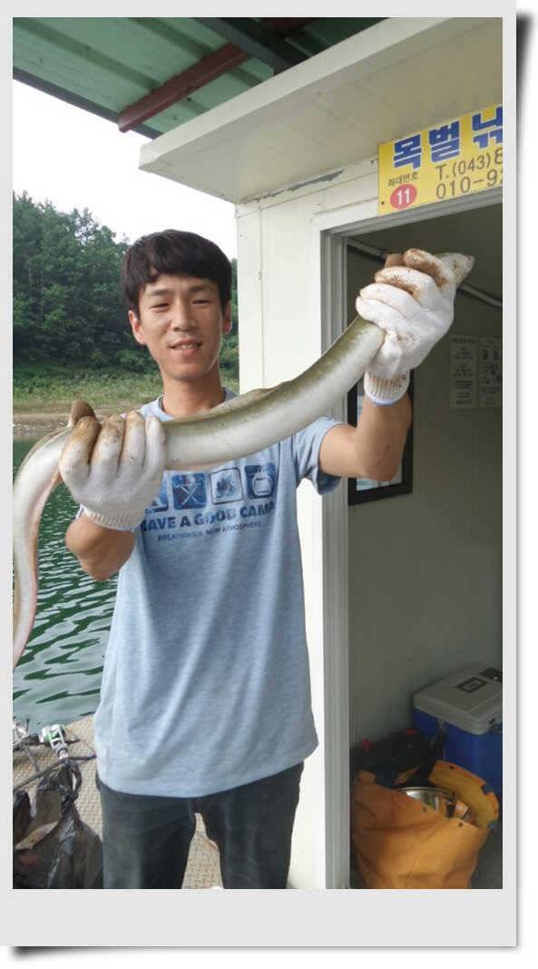 충주호 명서 4짜붕어 목벌 대물장어 (조황조행기 - 특파원조황)