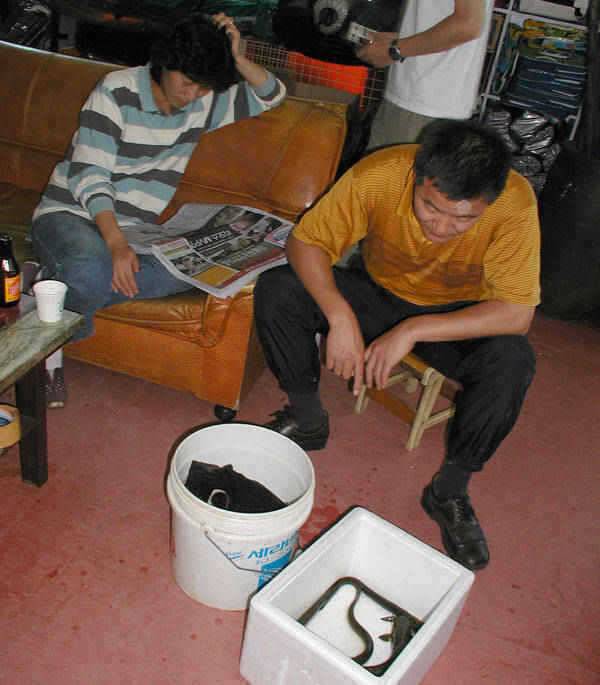 충주호 붕어 장어조황 소식입니다 (조황조행기 - 특파원조황)