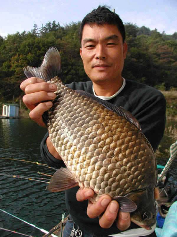 충주호 4자 대물붕어의 모습과 멋진 가을풍경 (조황조행기 - 특파원조황)