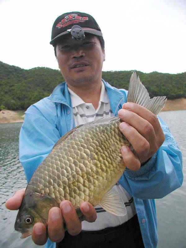 충주호 월척에 마릿수붕어에 1kg급의 장어두수 (조황조행기 - 특파원조황)