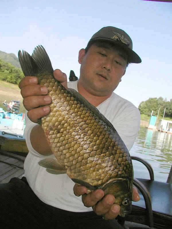 충주호 42cm 455cm 대물붕어 소식입니다 (조황조행기 - 특파원조황)