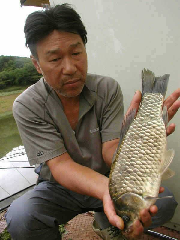 충주호의 저력 465cm 대물이 낚이다 (조황조행기 - 특파원조황)