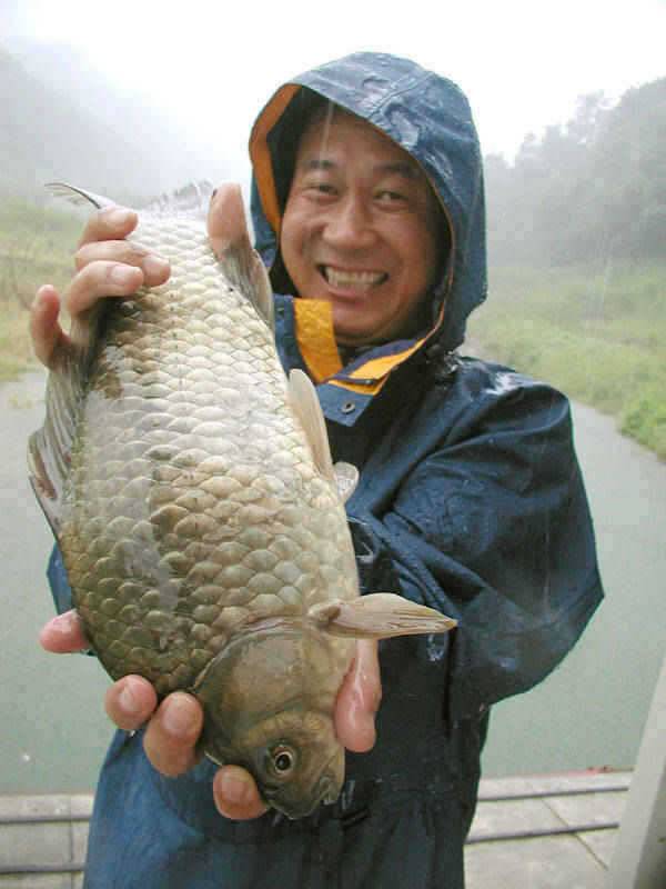 충주호 빗속에 올려진 39cm 대물붕어의 모습 (조황조행기 - 특파원조황)