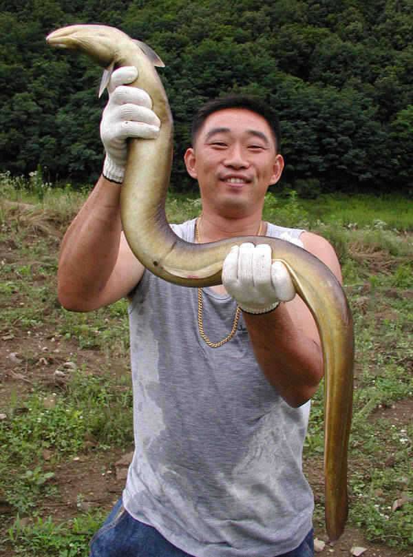충주호 오름수위에 곳곳에서 대물장어 소식이 전해오고 있습니다 (조황조행기 - 특파원조황)